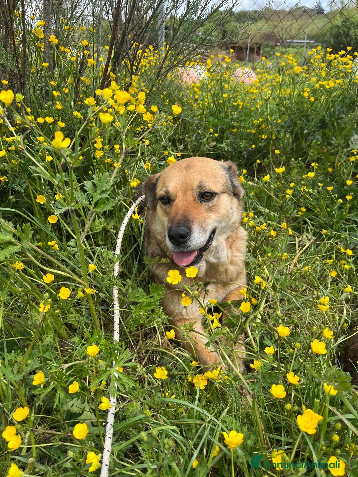 Meticcio cani LUPILLA, adorabile lupetta, buona, amante dei gatt - Annuncio 29