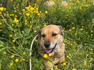 Meticcio cani LUPILLA, adorabile lupetta, buona, amante dei gatt - Annuncio 29
