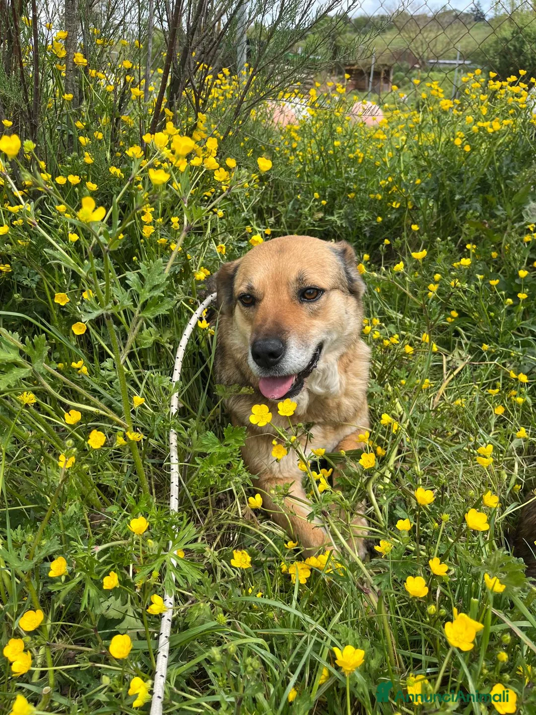 Meticcio cani in regalo: LUPILLA, adorabile lupetta, buona, amante dei gatt - Annuncio 1