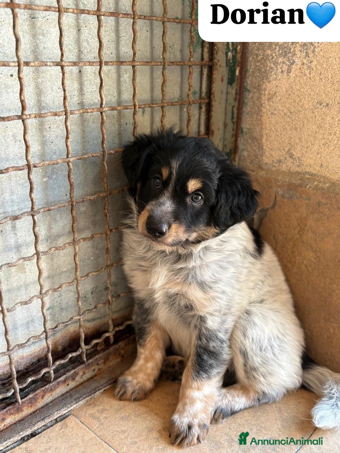 Meticcio cani in regalo: Cucciolo dolcissimo mix setter – tg medio-piccola a Città Metropolitana di Venezia - Immagine 2