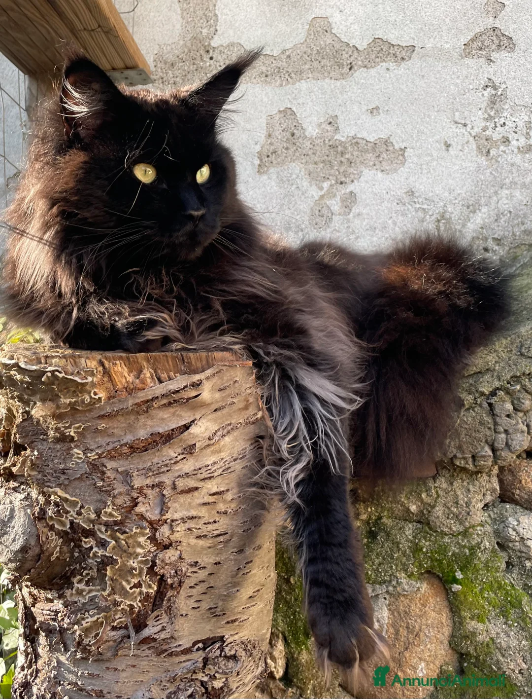 Immagine della galleria {{count}}