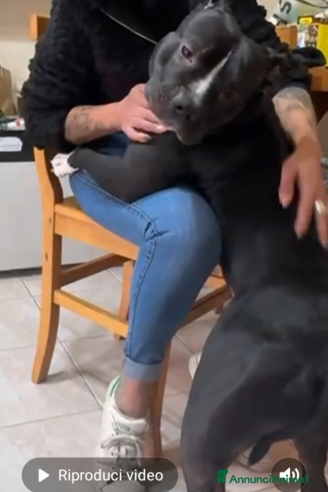 American Bully cani in regalo: American Bully 2anni e 1/2 dal divano al box TORIN - Annuncio 3