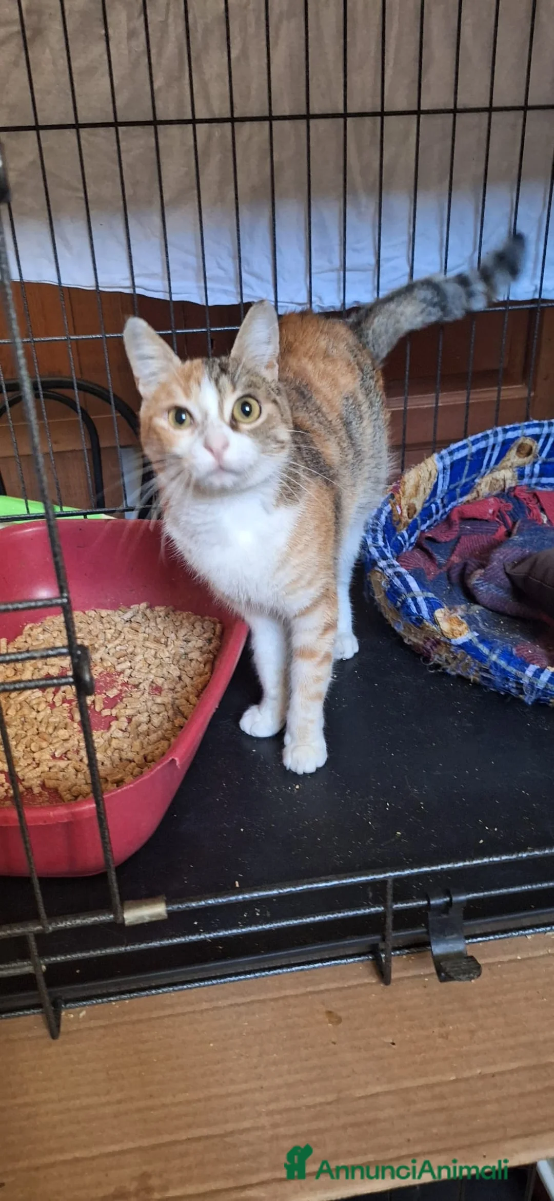 Europeo gatti in regalo: Maggie, abbandonata è pronta ad amare di nuovo  - Annuncio 6