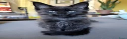 Maine Coon gatti in vendita: Cuccioli Maine coon con Pedigree  - Annuncio 5