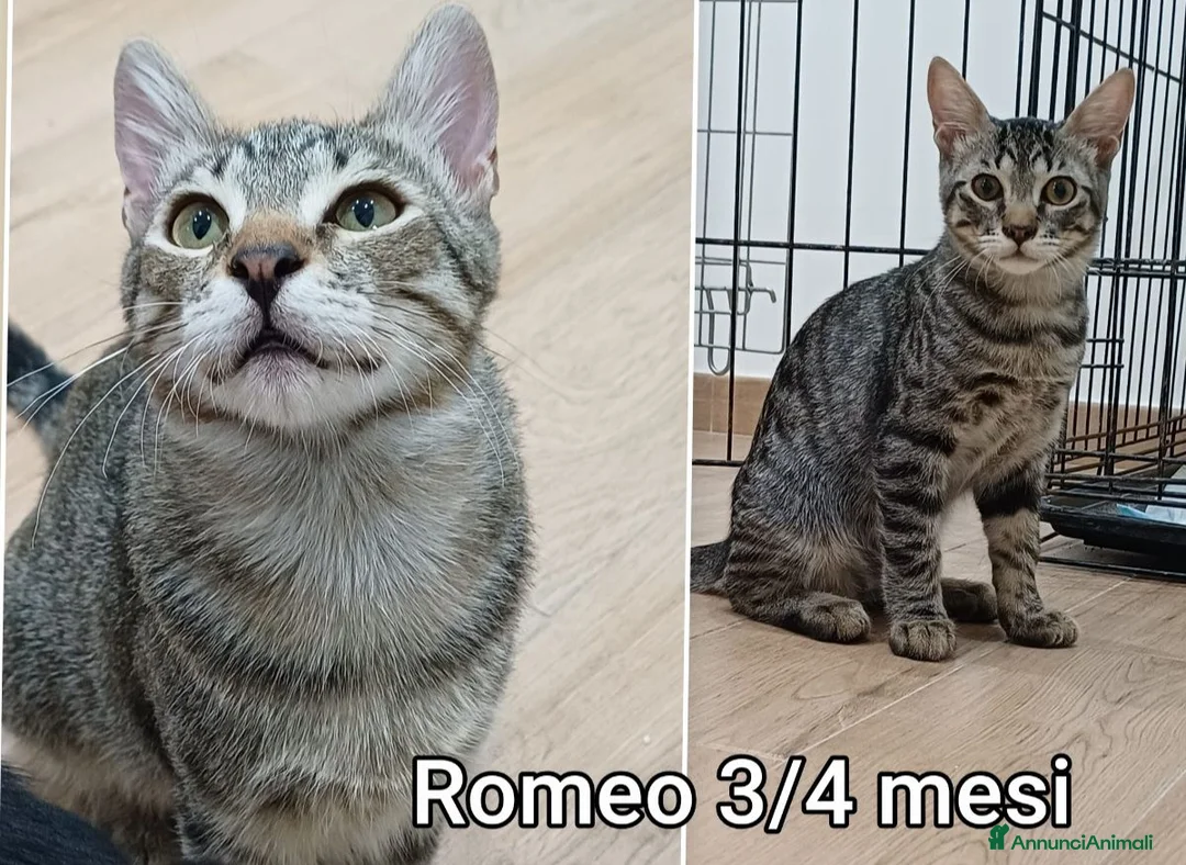 Meticcio gatti in regalo: TANTI MICINI SOLI  a Provincia di Vicenza - Annuncio 10