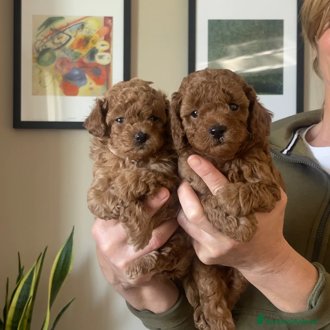 Barboncino Toy cani in vendita: Cuccioli red barboncino toy - Annuncio 5