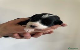 Bearded Collie cani in vendita: Cuccioli Border Collie cercano Famiglia a Provincia di Treviso - Immagine 5