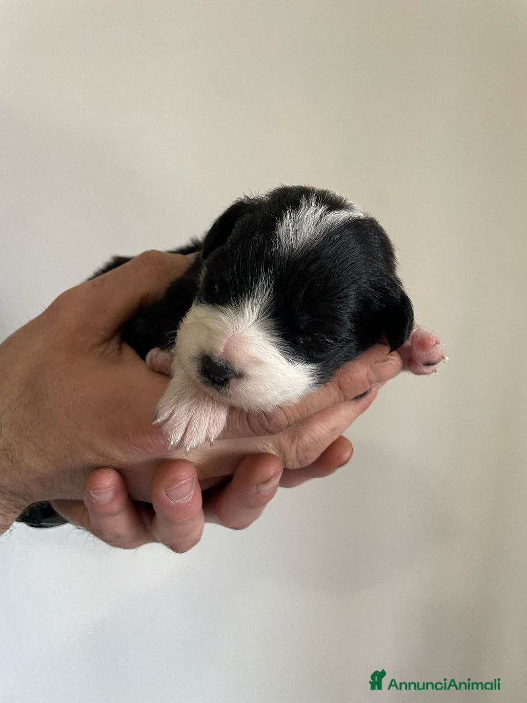 Bearded Collie cani in vendita: Cuccioli Border Collie cercano Famiglia a Provincia di Treviso - Immagine 5