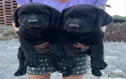 Labrador cani in vendita: Cuccioli Labrador neri a Province of Siena - Immagine 9