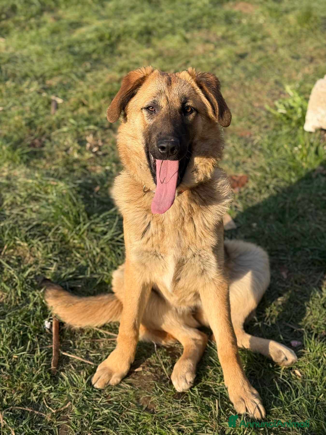 Pastore Tedesco cani ANNIE, cucciola mix PASTORE TEDESCO! Dolcissima - Annuncio 1