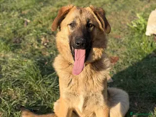 Pastore Tedesco cani ANNIE, cucciola mix PASTORE TEDESCO! Dolcissima - Annuncio 1