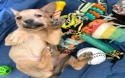 Akita Americano cani in regalo: LA TENERA NEVADA a Città metropolitana di Milano - Immagine 6