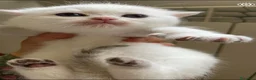 British gatti in vendita: BRITISH SHORTHAIR  - Annuncio 4