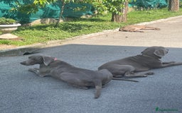 Weimaraner cani in vendita: Cuccioli di Weimaraner  a Provincia di Verona - Annuncio 8