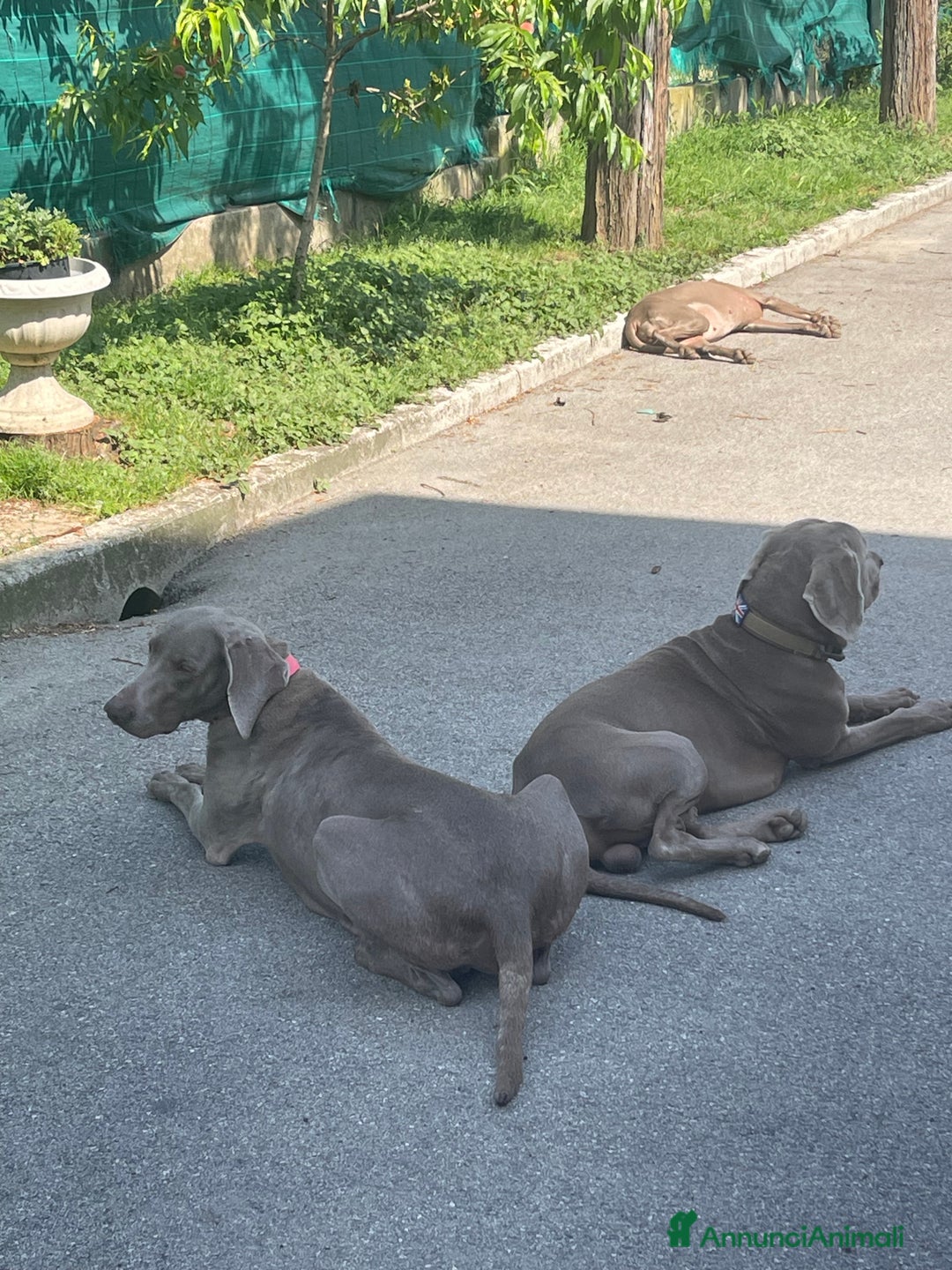 Weimaraner cani in vendita: Cuccioli di Weimaraner  a Provincia di Verona - Annuncio 8