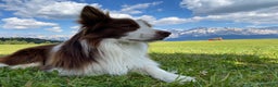 Border Collie cani per accoppiamento: Zazzy  - Annuncio 3