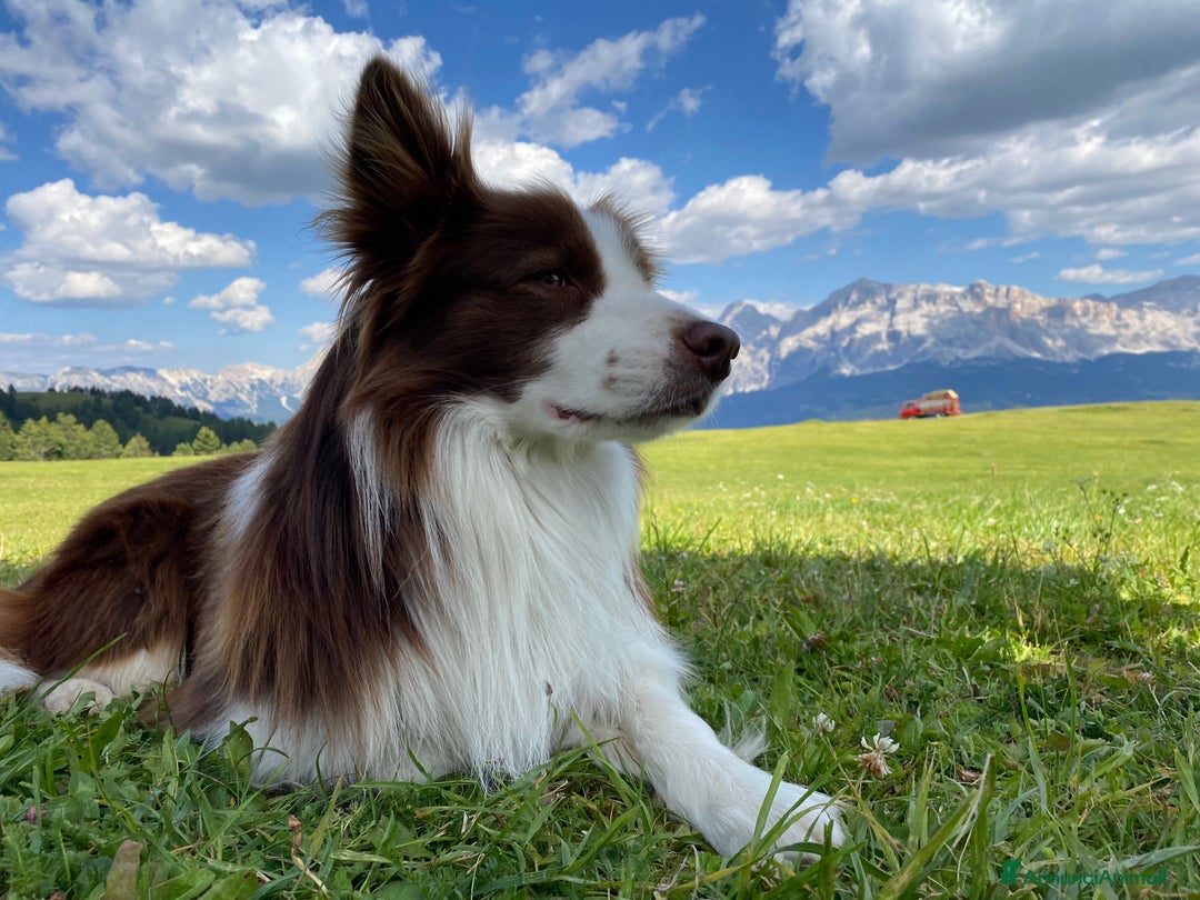 Border Collie cani per accoppiamento: Zazzy  - Annuncio 3