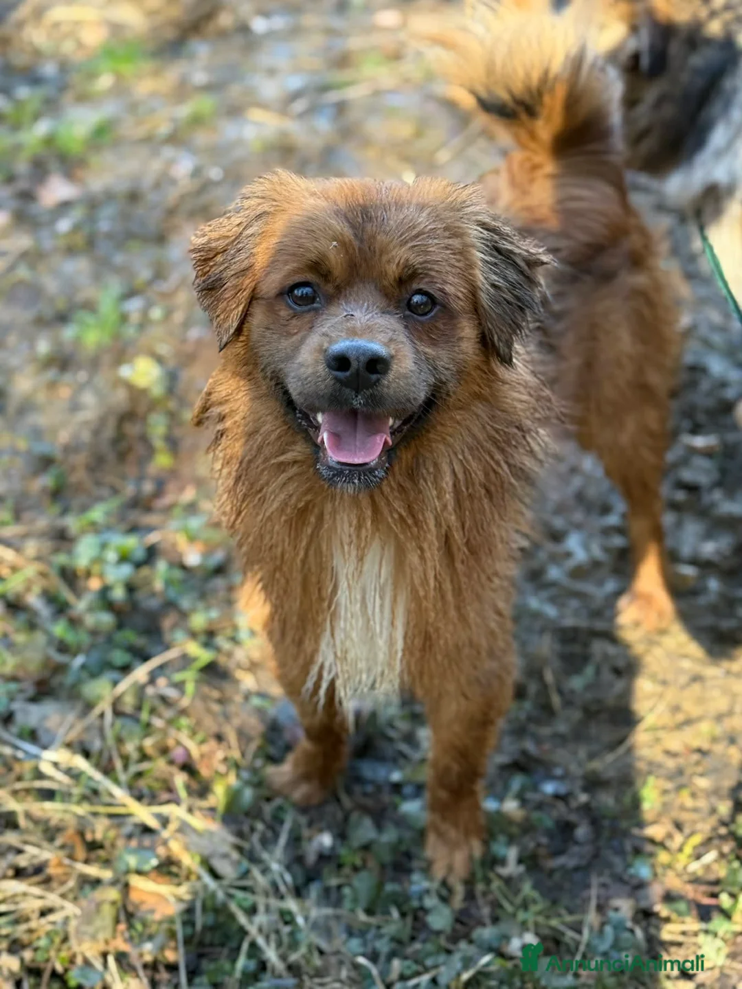 Meticcio cani in regalo: FOX, nanetto super simpatico cerca famiglia! - Annuncio 2