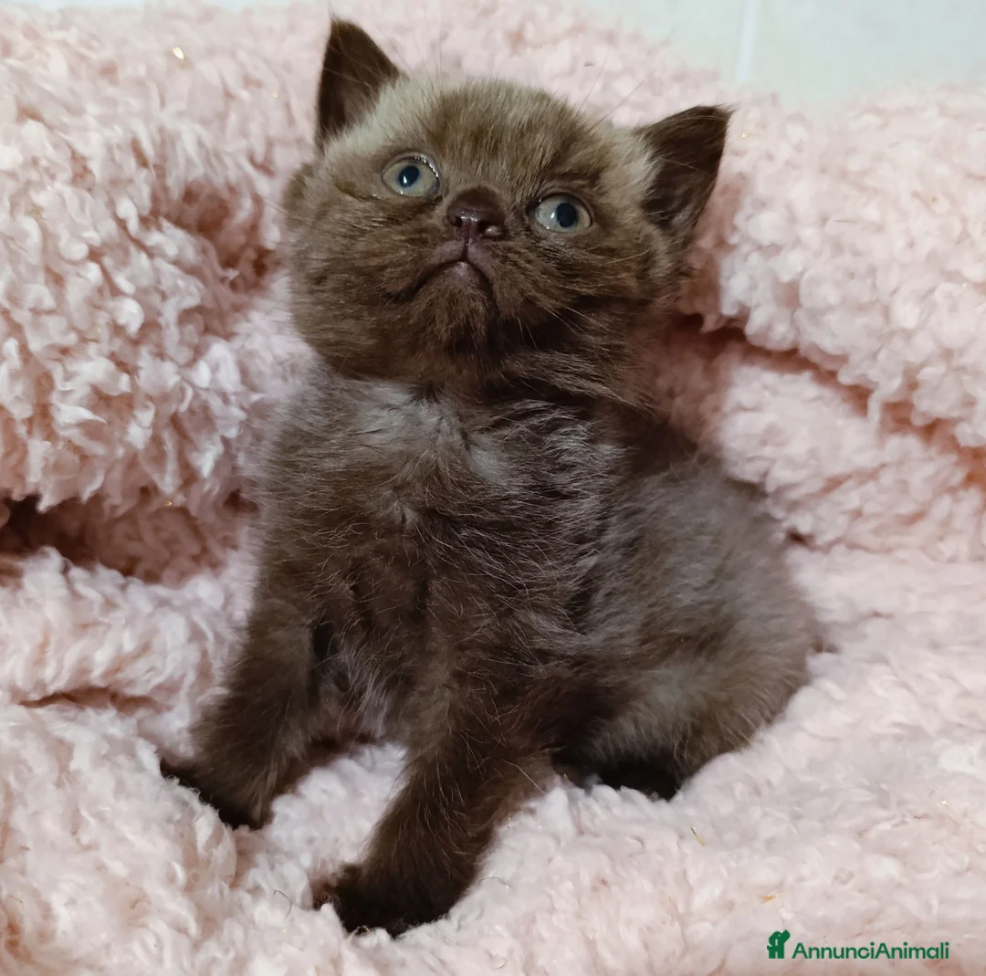 British gatti in vendita: British chocolate cucciola - Annuncio 8