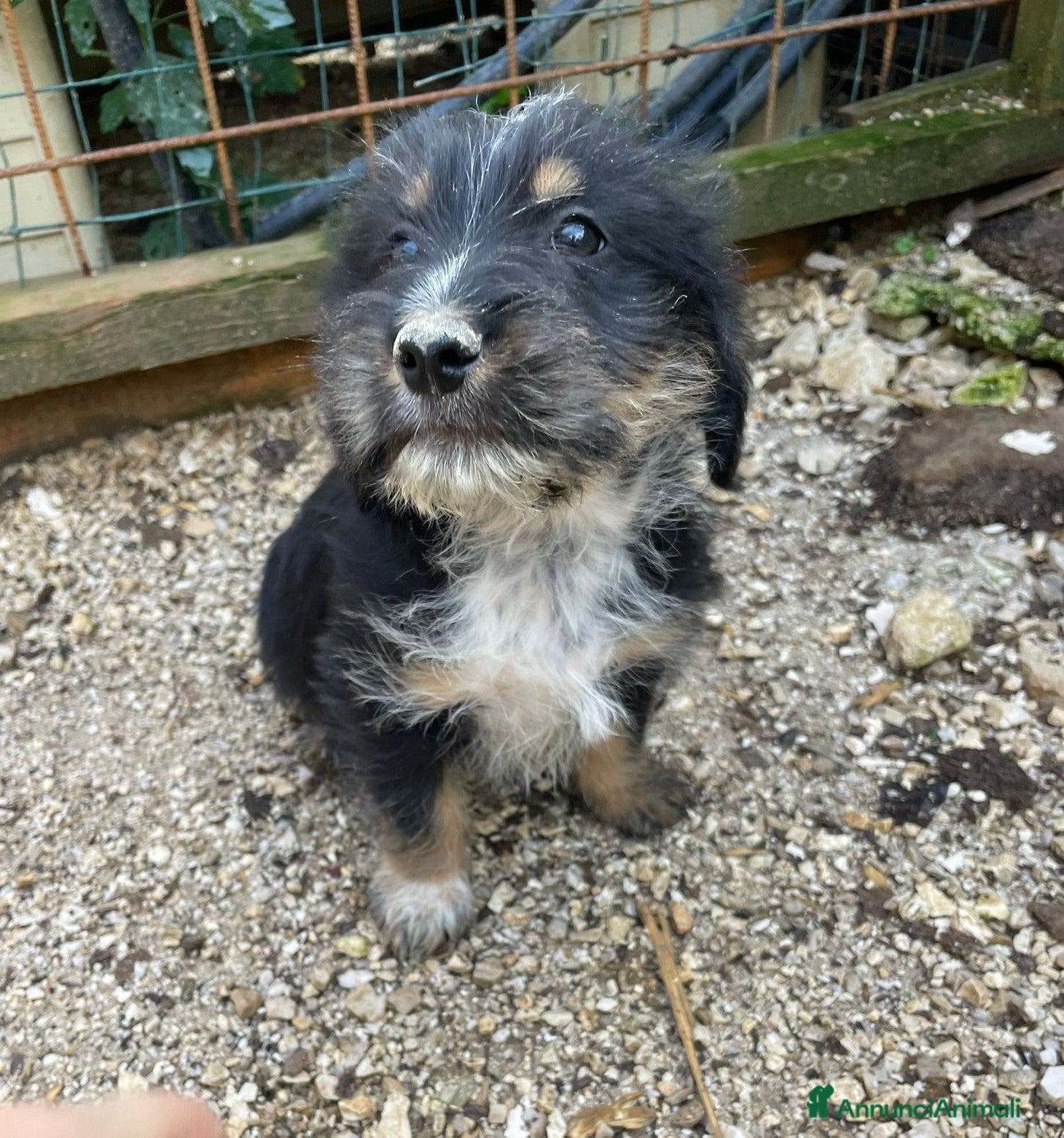 Meticcio cani DIAMANTE ASPETTA TE - Annuncio 42