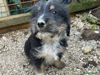 Meticcio cani DIAMANTE ASPETTA TE - Annuncio 42