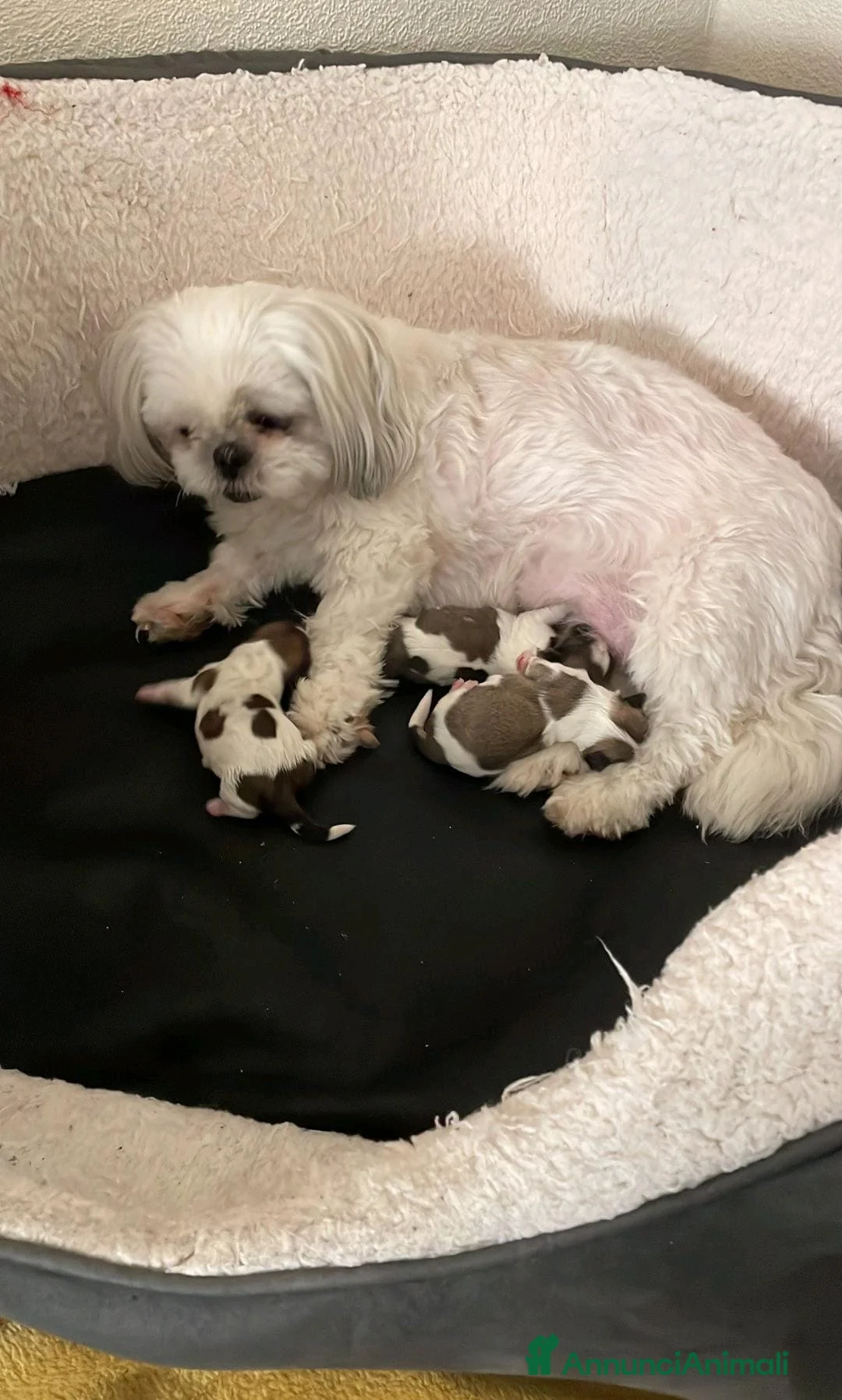 Shih Tzu cani in vendita: Cuccioli di Shih Tzu Imperiale a Città metropolitana di Milano - Annuncio 17