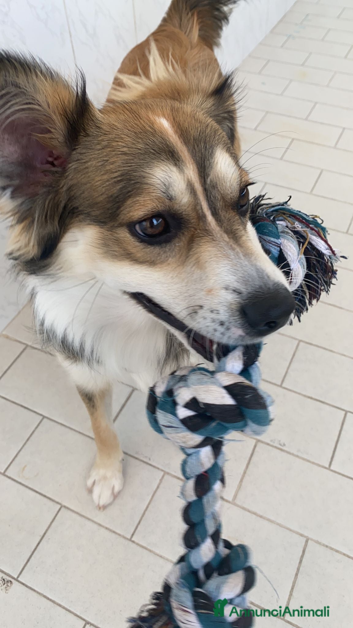 Meticcio cani KEVIN a Provincia di Avellino - Annuncio 14