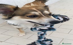 Meticcio cani in regalo: KEVIN a Provincia di Avellino - Immagine 1