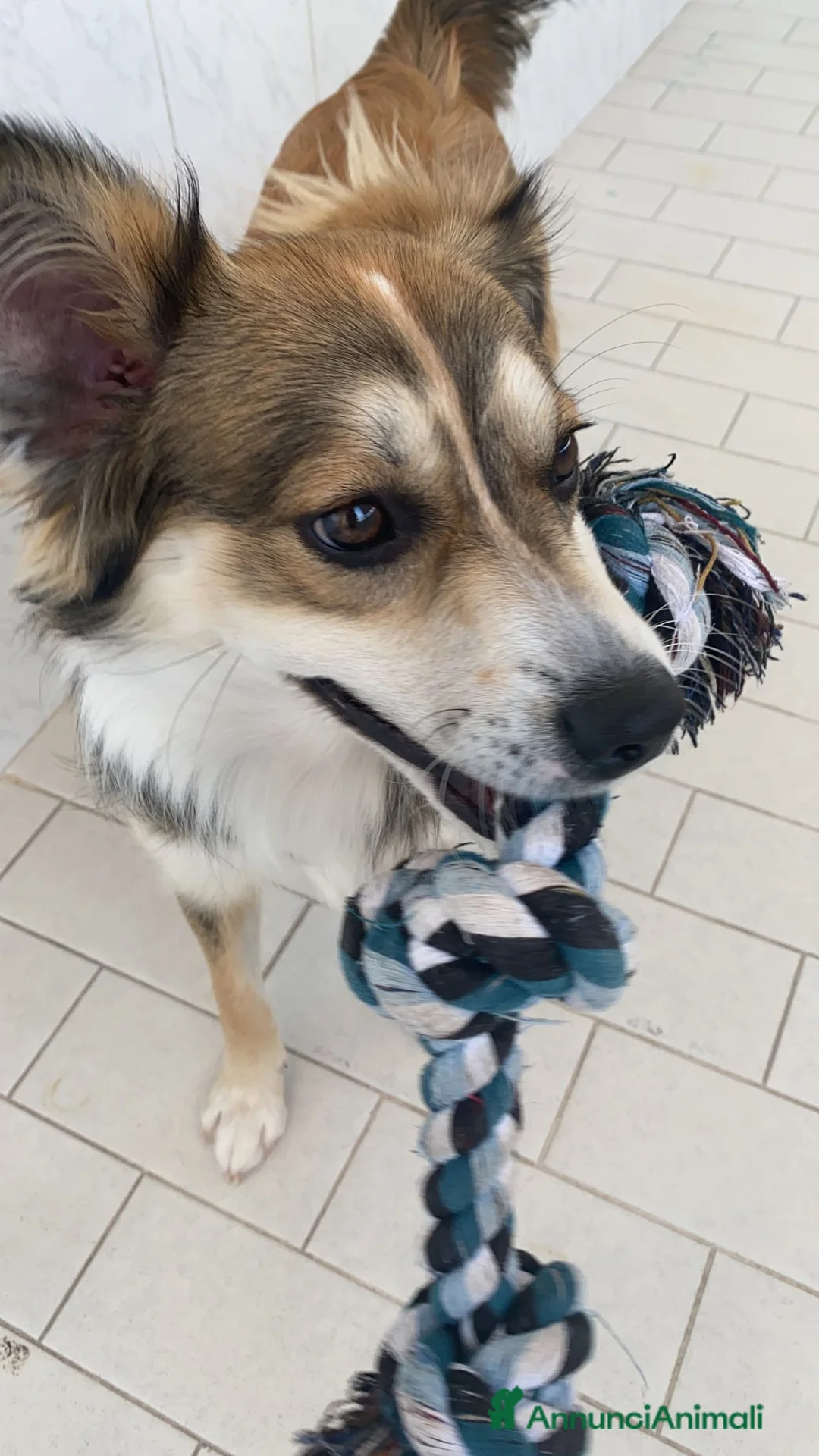 Meticcio cani in regalo: KEVIN a Provincia di Avellino - Annuncio 1