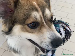 Meticcio cani KEVIN a Provincia di Avellino - Annuncio 21