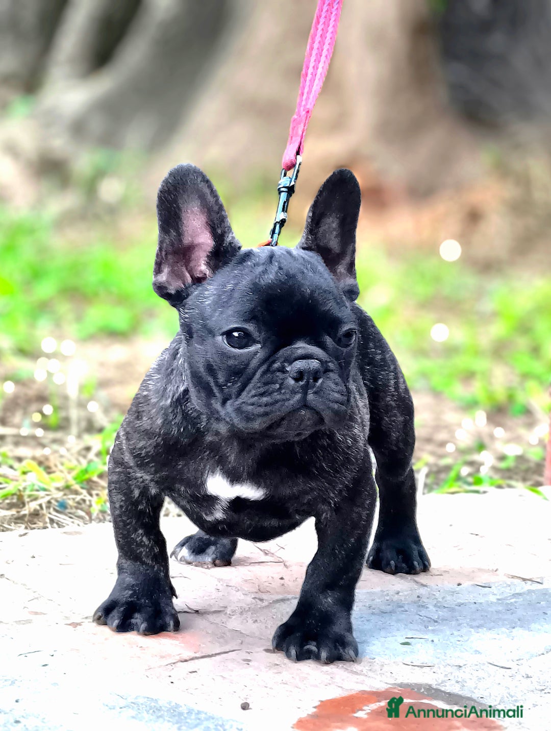 Bulldog Francese cani in vendita: Bulldog francese cuccioli enci a Provincia di Salerno - Annuncio 27