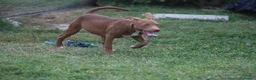 Pitbull cani in vendita: Cuccioli Pit Bull con pedigree anche a rate - Annuncio 12