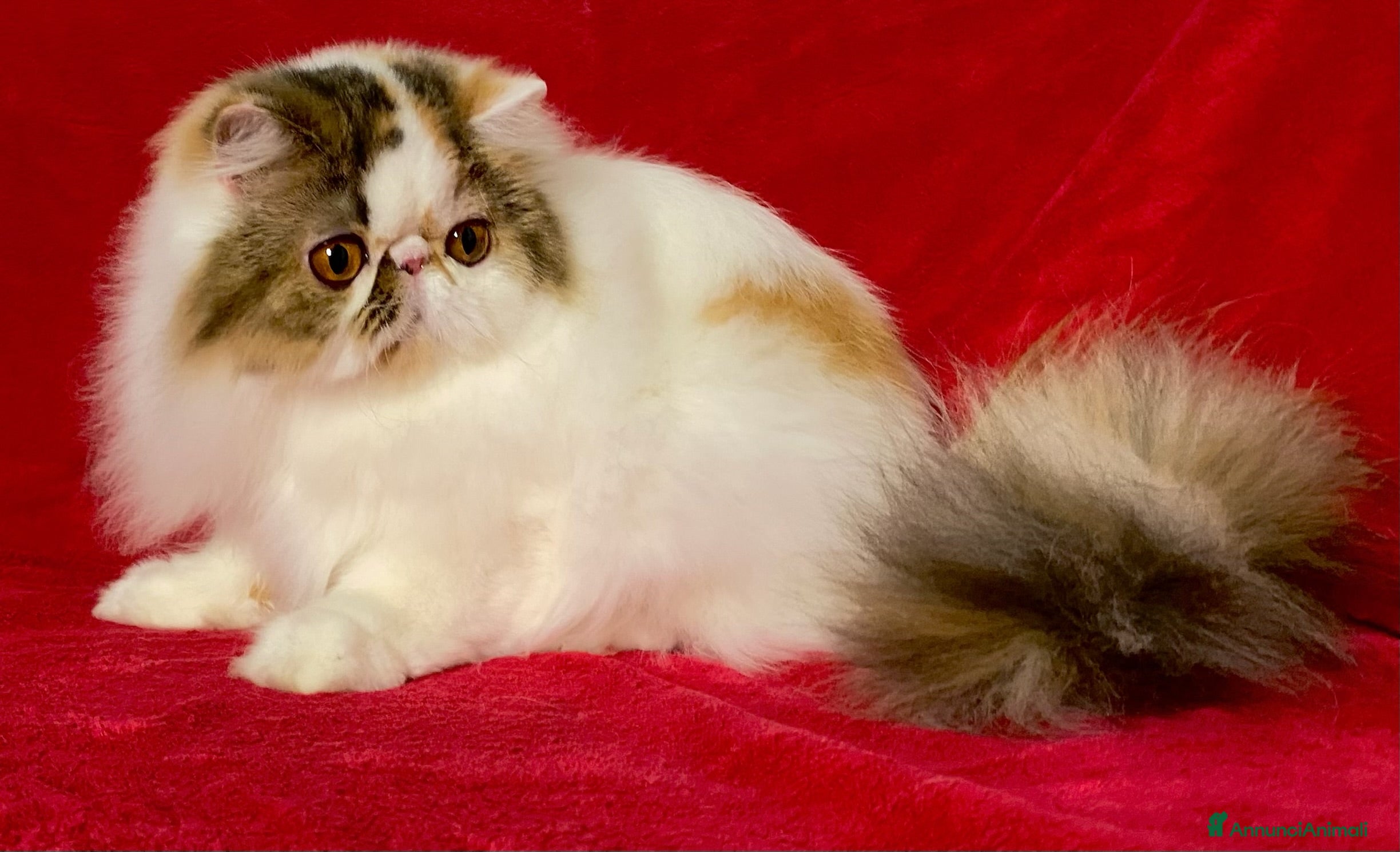 Persiano gatti Cuccioli di gatto persiano - Annuncio 1