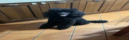 Barbone cani in vendita: CUCCIOLI BARBONE GIGANTE  a Provincia di Latina - Annuncio 4