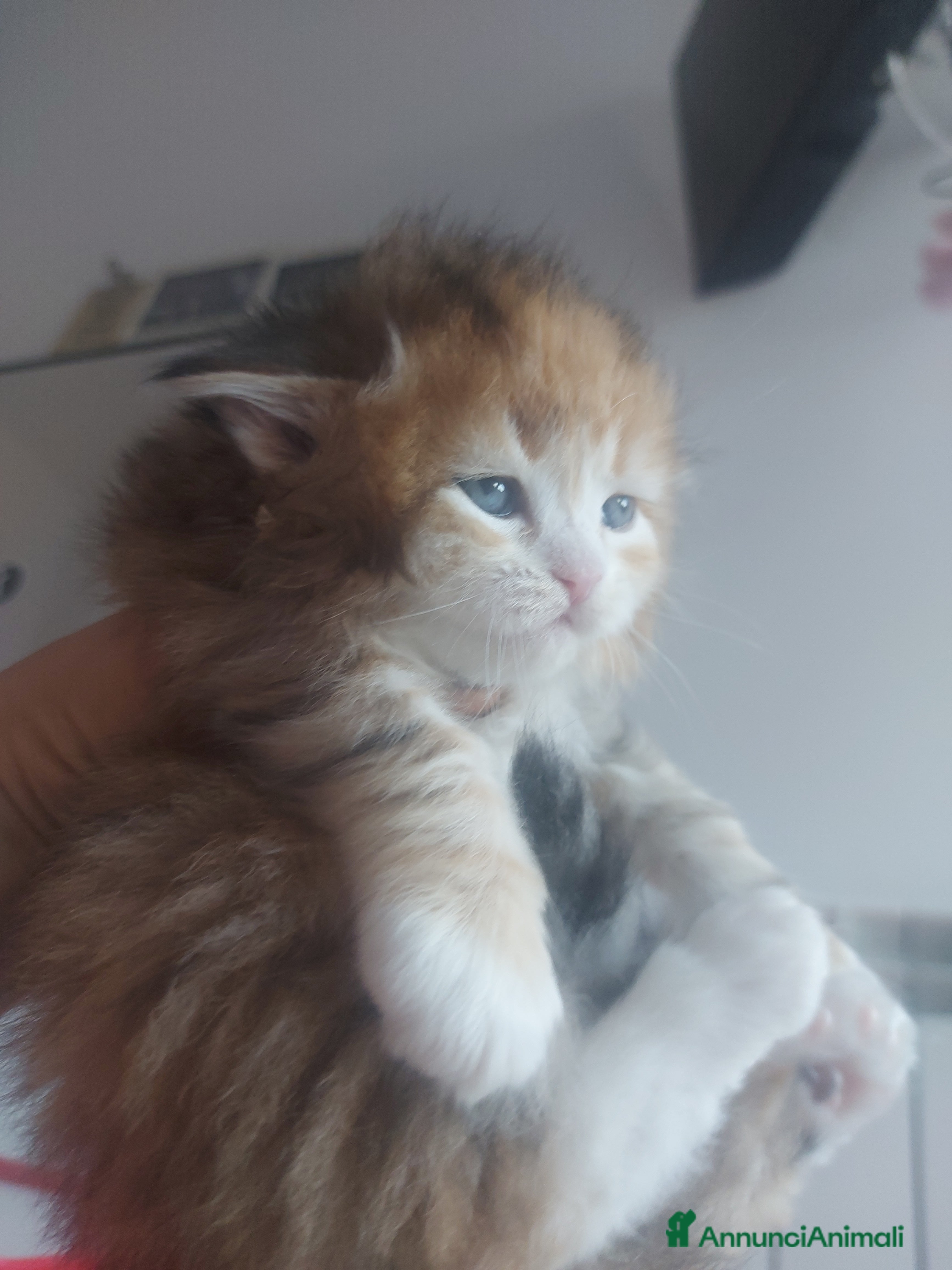 Siberiano gatti Cuccioli di gatto Siberiano Certificati  - Annuncio 2