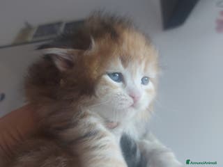 Siberiano gatti Cuccioli di gatto Siberiano Certificati - Annuncio 2