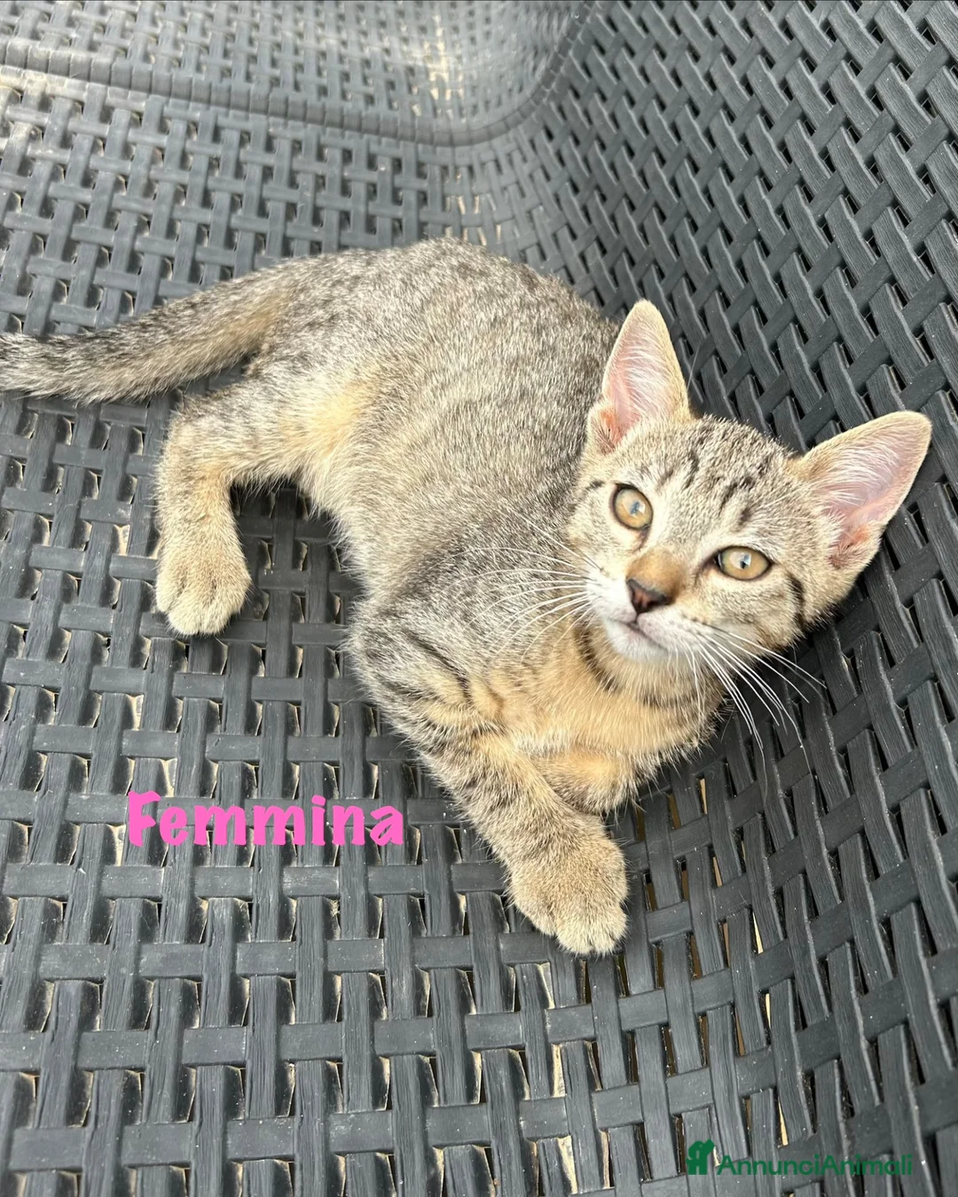 Meticcio gatti in regalo: Gattini in regalo a Siracusa  a Libero consorzio comunale di Siracusa - Annuncio 2