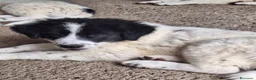 Meticcio cani in vendita: 🐶 Cucciola femmina bianca con macchie nere - Annuncio 7