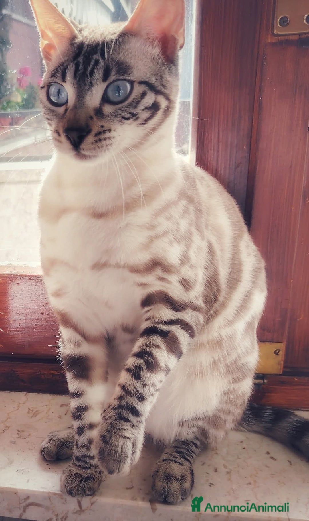 Bengala gatti in vendita: Cucciolo maschio gatto bengala  - Annuncio 18