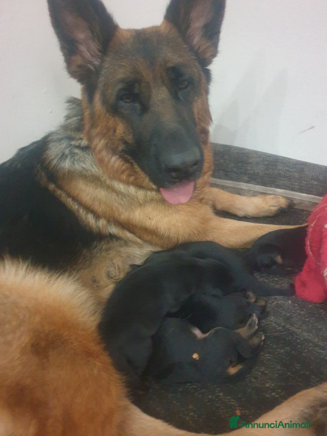 Pastore Tedesco cani in vendita: Cuccioli Pastore Tedesco  a Provincia di Caserta - Immagine 6