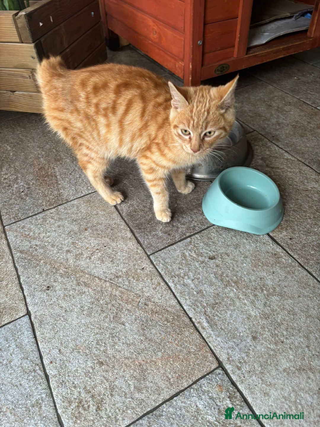 Meticcio gatti in regalo: Regalo gattino abbandonato  - Annuncio 2