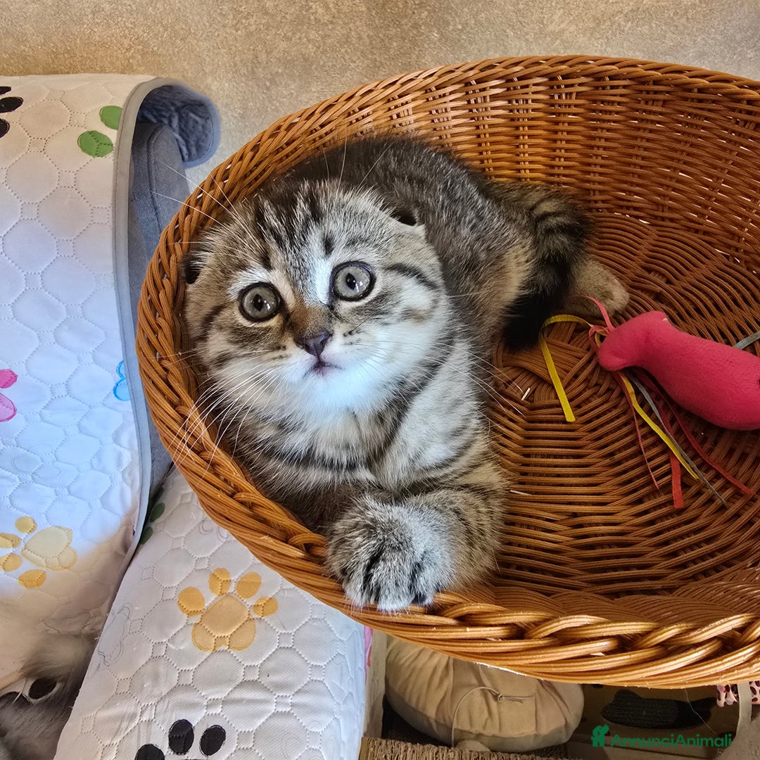Scottish gatti in vendita: Cuccioli scottish fold e straight  a Provincia di Vicenza - Immagine 33