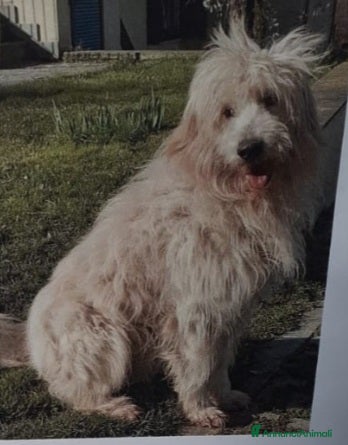 Spinone cani Spinone bianco 8anni rimasto solo da tempo.LIGURIA a Città metropolitana di Milano - Annuncio 2