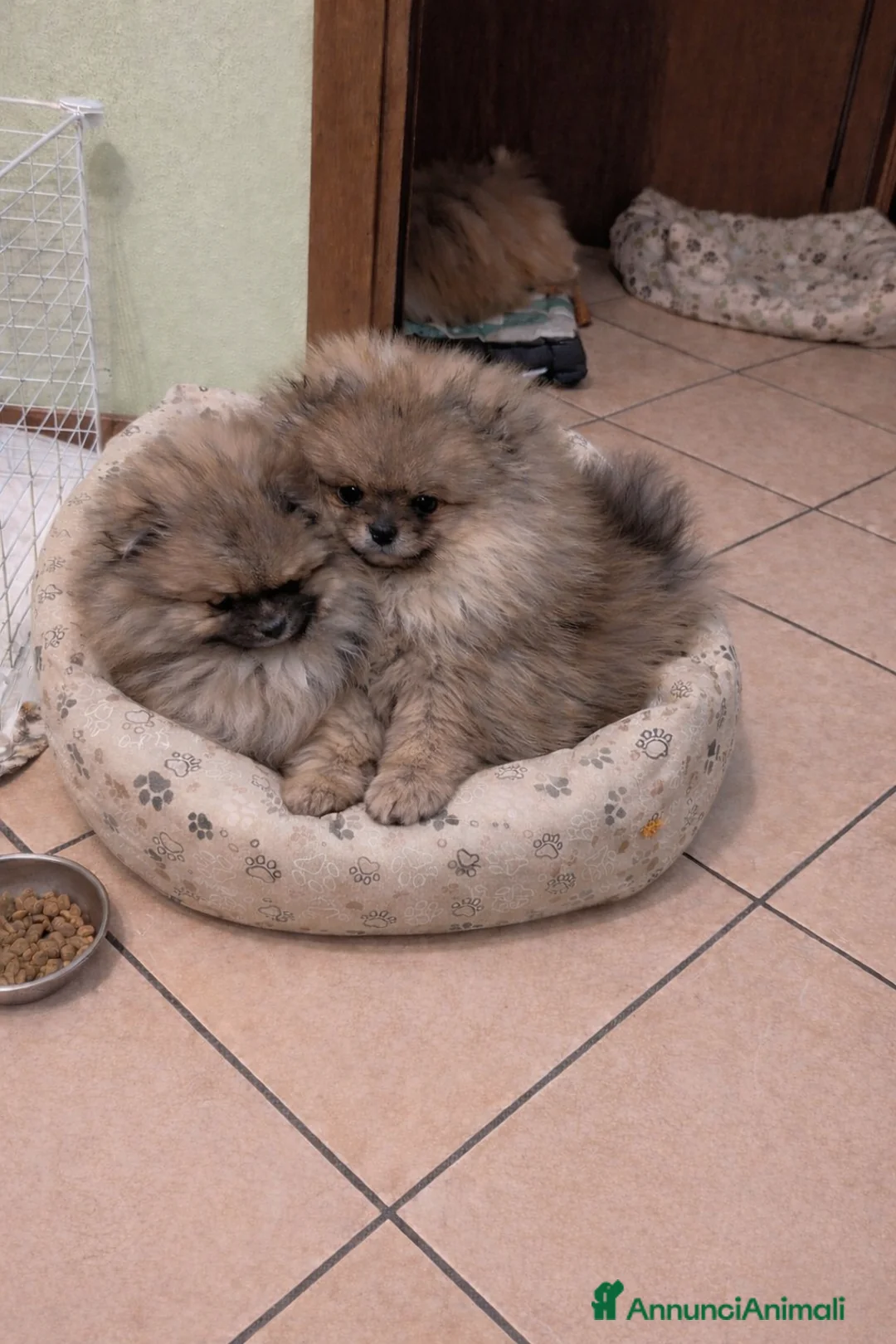 Volpino Pomerania cani in vendita: Volpino pomerania pedigree - Annuncio 5