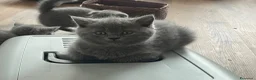 British gatti in vendita: British Shorthair  a Provincia di Treviso - Annuncio 3