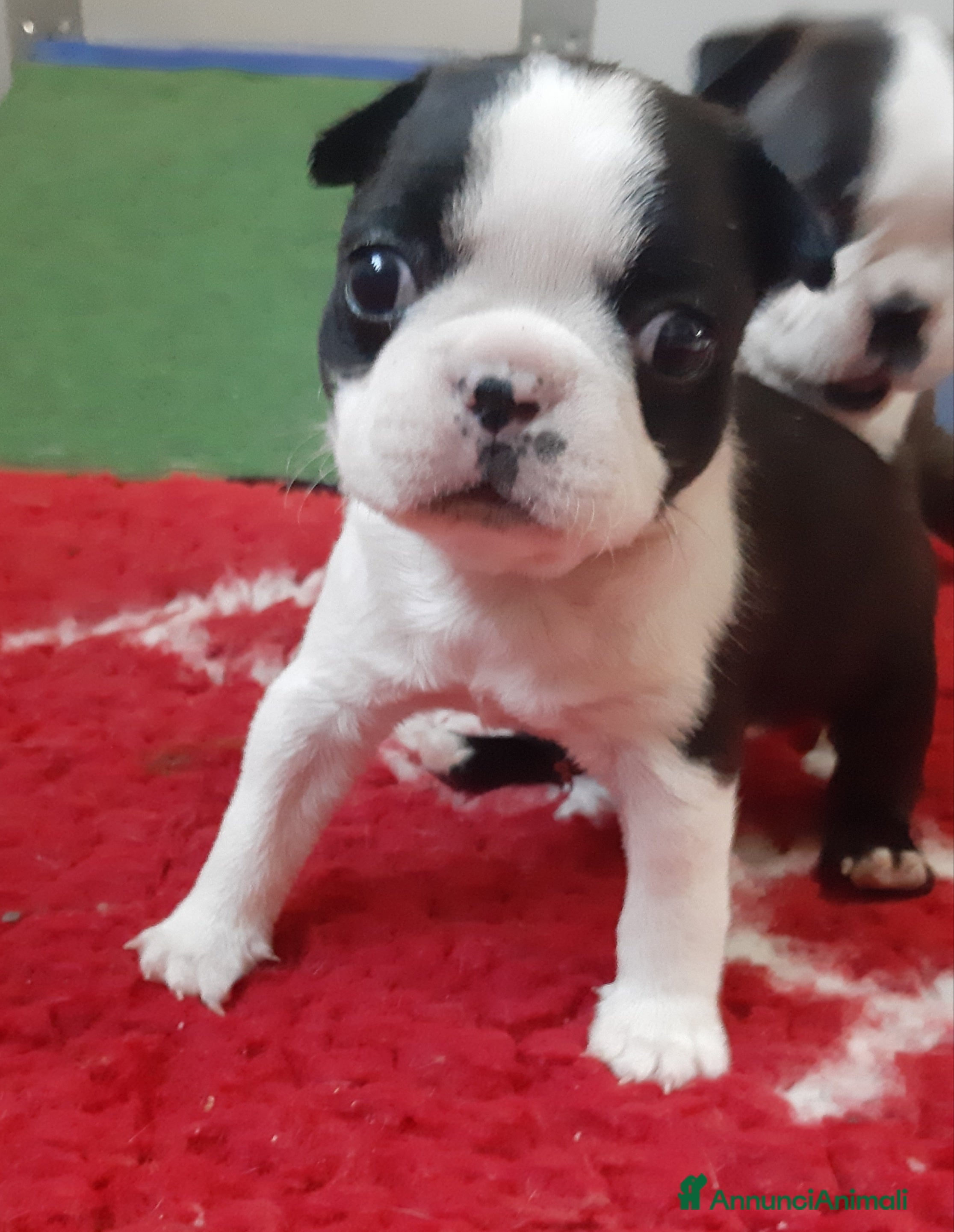 Boston Terrier cani Cuccioli di Boston terrier con pedigree ENCI/FCI  - Annuncio 1
