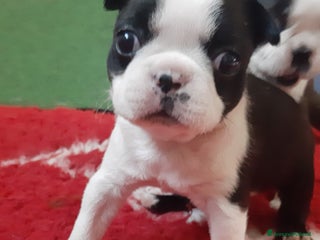 Boston Terrier cani Cuccioli di Boston terrier con pedigree ENCI/FCI - Annuncio 1