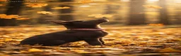 Australian Kelpie cani in vendita: Cuccioli Australian Kelpie  a Provincia di Siena - Annuncio 39