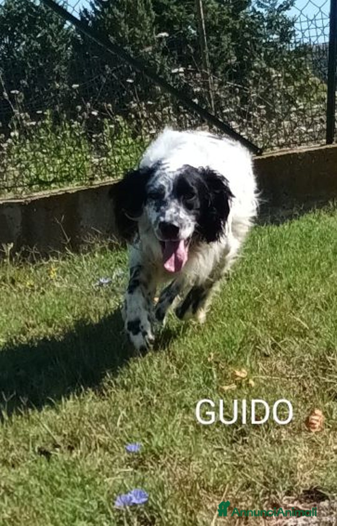 Setter Inglese cani in regalo: GUIDO 4anni vivace, buono, ama correre! - Annuncio 2