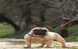 Bulldog Francese cani in vendita: Cucciolo maschio bouledogue francese  - Immagine 9
